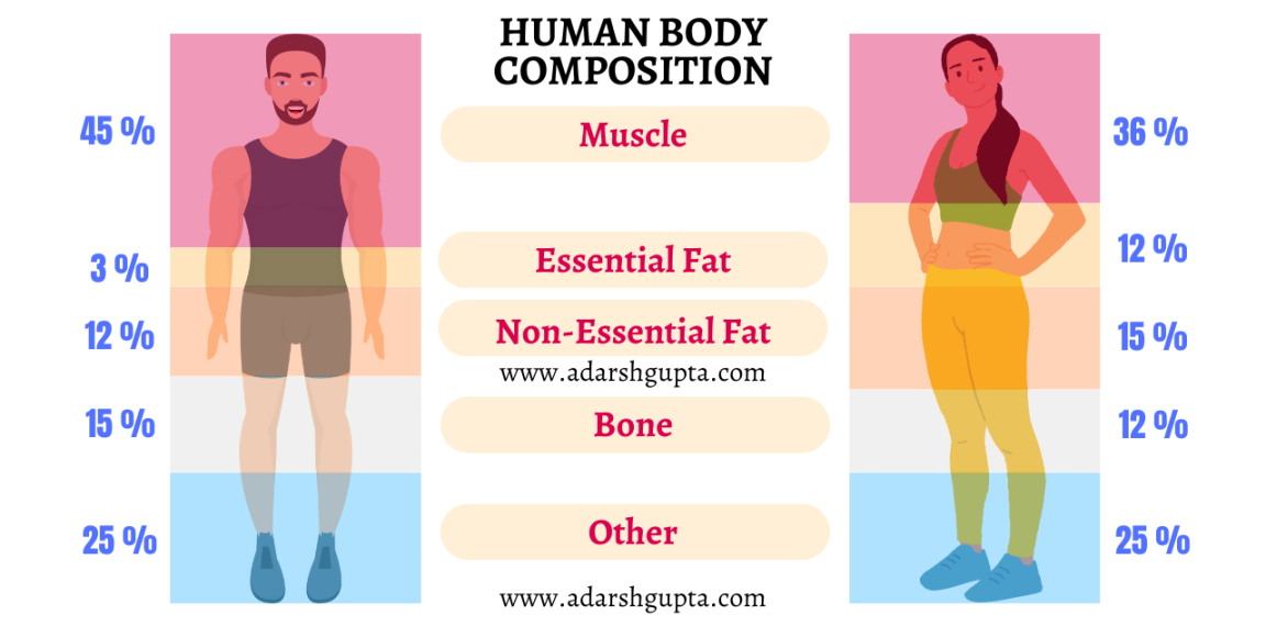 body composition | adarshgupta.com